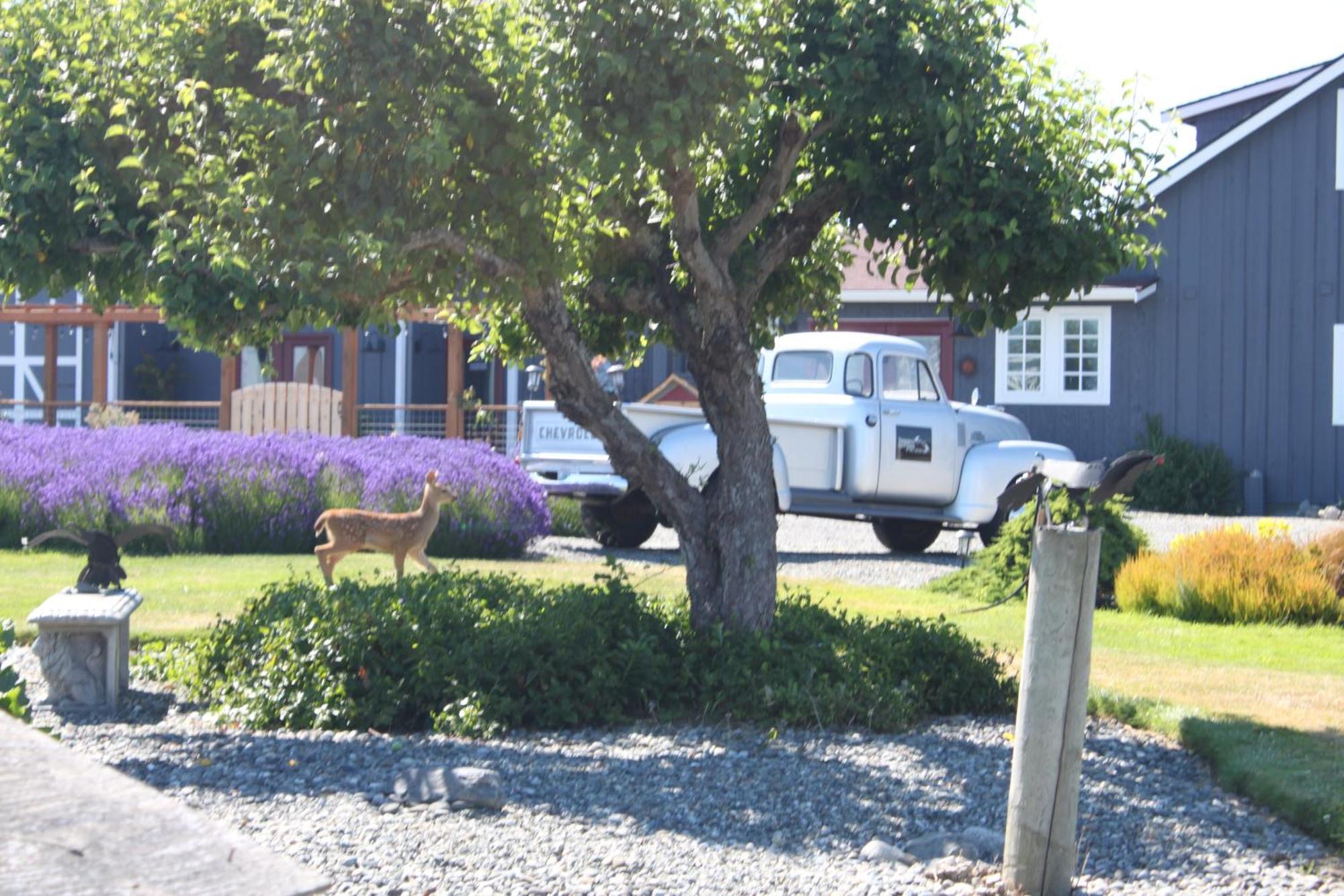 Dungeness Barn House Bed And Breakfast At Two Crows Farm Sequim Dış mekan fotoğraf