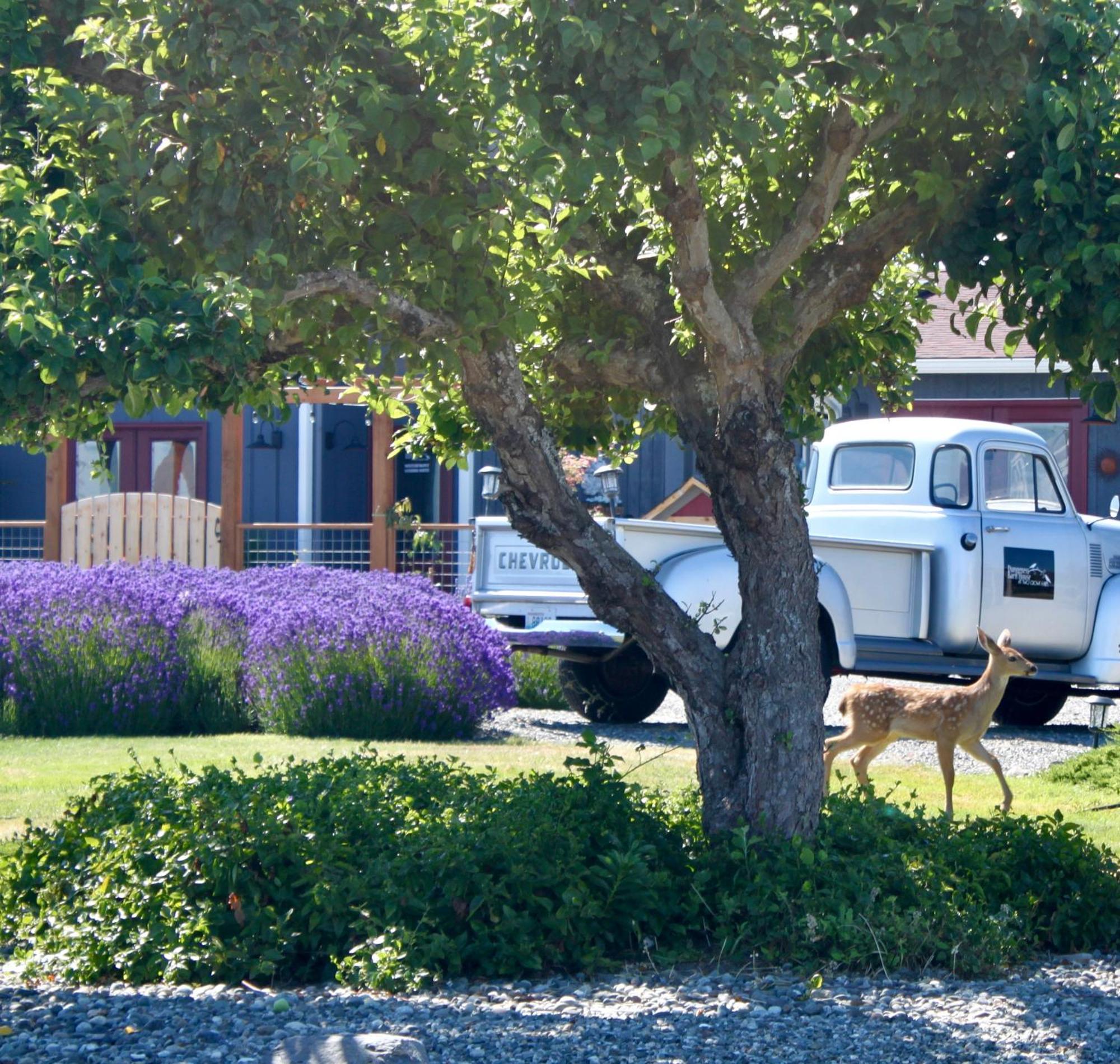 Dungeness Barn House Bed And Breakfast At Two Crows Farm Sequim Dış mekan fotoğraf